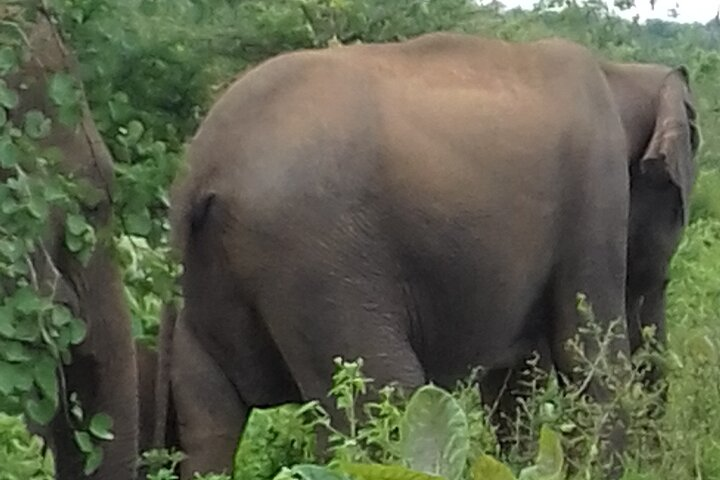 From kandy visit yala Saffari and drop mirissa one day - Photo 1 of 3